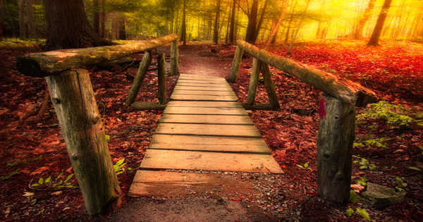 A Walk in The Woods Quiz A Walk in The Woods Quiz