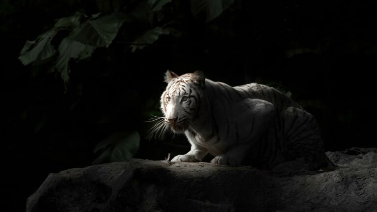 What Is Your Power Animal