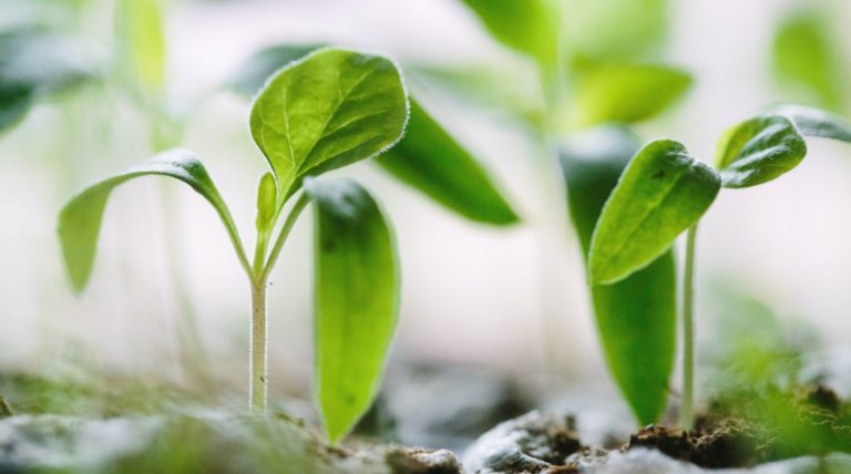 The Growth of Grace – SpiritualDirection.com The Growth of Grace – SpiritualDirection.com