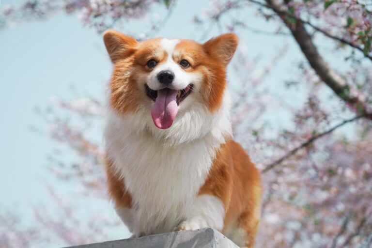 Unlocking Your Dog’s Emotional World: Keys To Understanding Unlocking Your Dog’s Emotional World: Keys To Understanding