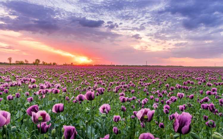 How Flowers Can Inspire and Reflect Personal Achievement How Flowers Can Inspire and Reflect Personal Achievement