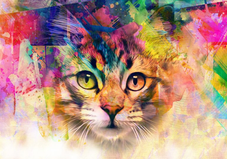 How This Dog Person Learned to Embrace Her Inner Cat How This Dog Person Learned to Embrace Her Inner Cat