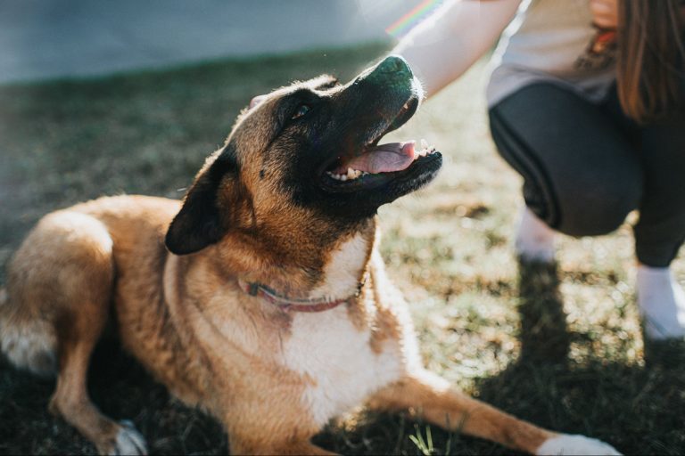Discover the 2024 Franchise 500’s Top Pet Franchises Discover the 2024 Franchise 500’s Top Pet Franchises